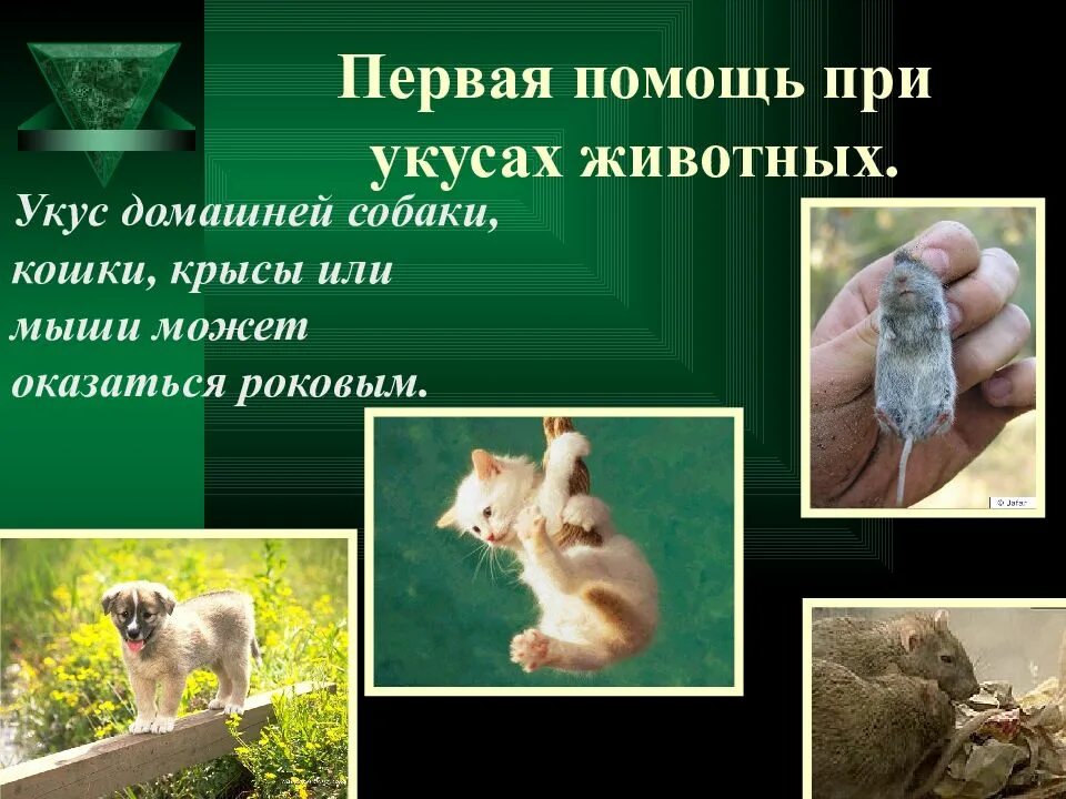 Помощь при укусе собаки. Первая помощь при укусах жи. оказание первой помощи при укусах животными.. укусы животных презентация. оказание 1 помощи при укусе животных.