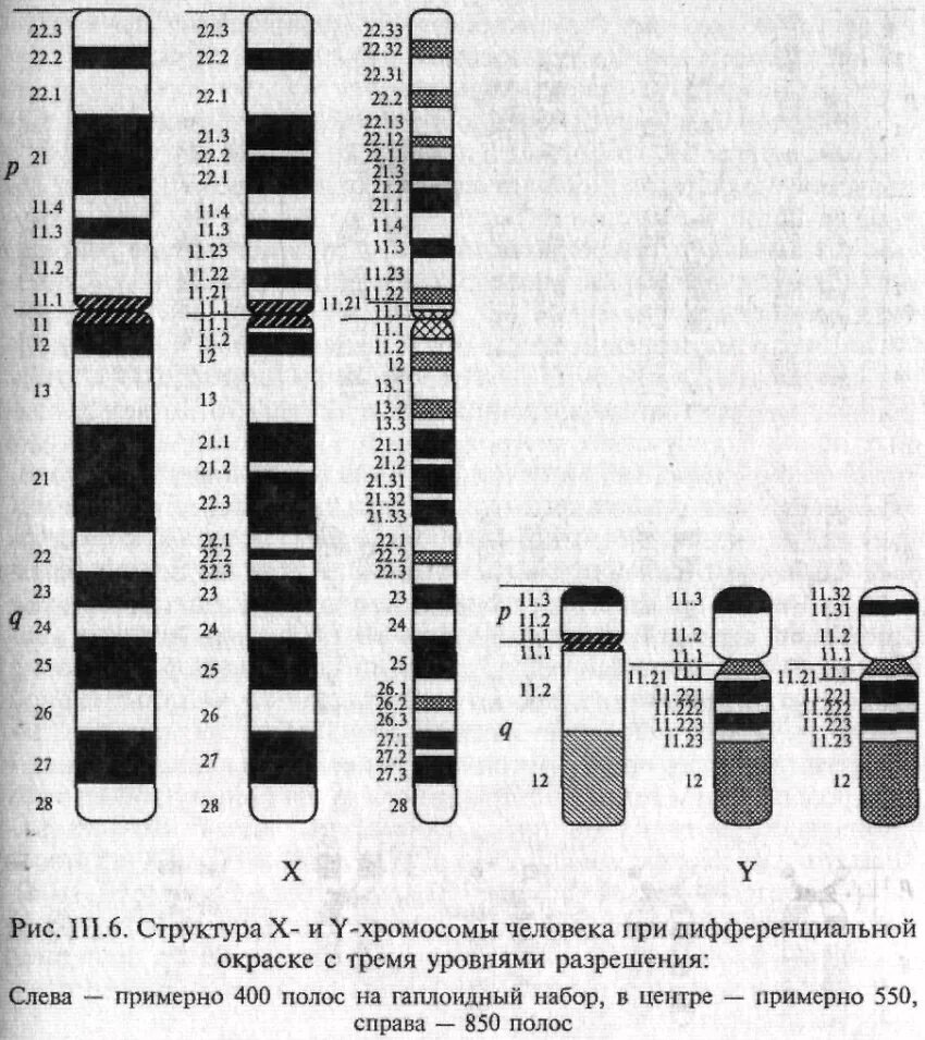 Изменение окраски хромосом