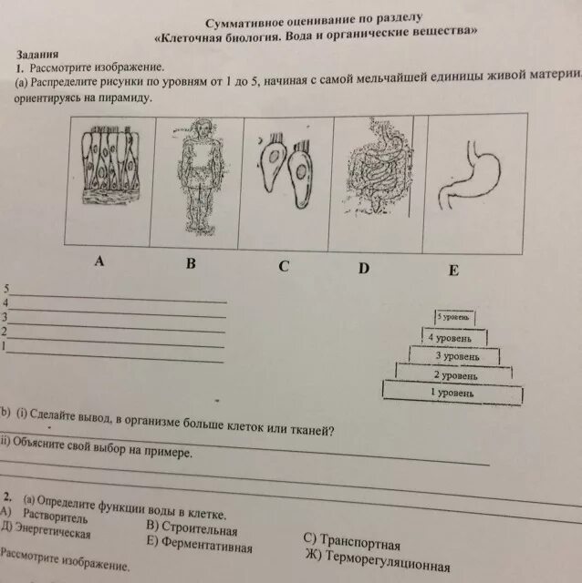 Сор 3 биология 9 класс. Суммативное оценивание по биологии. Суммативное оценивание клетка основная единица жизни. Рассмотри рисунок и распредели. Рассмотри рисунок и распредели на две группы.