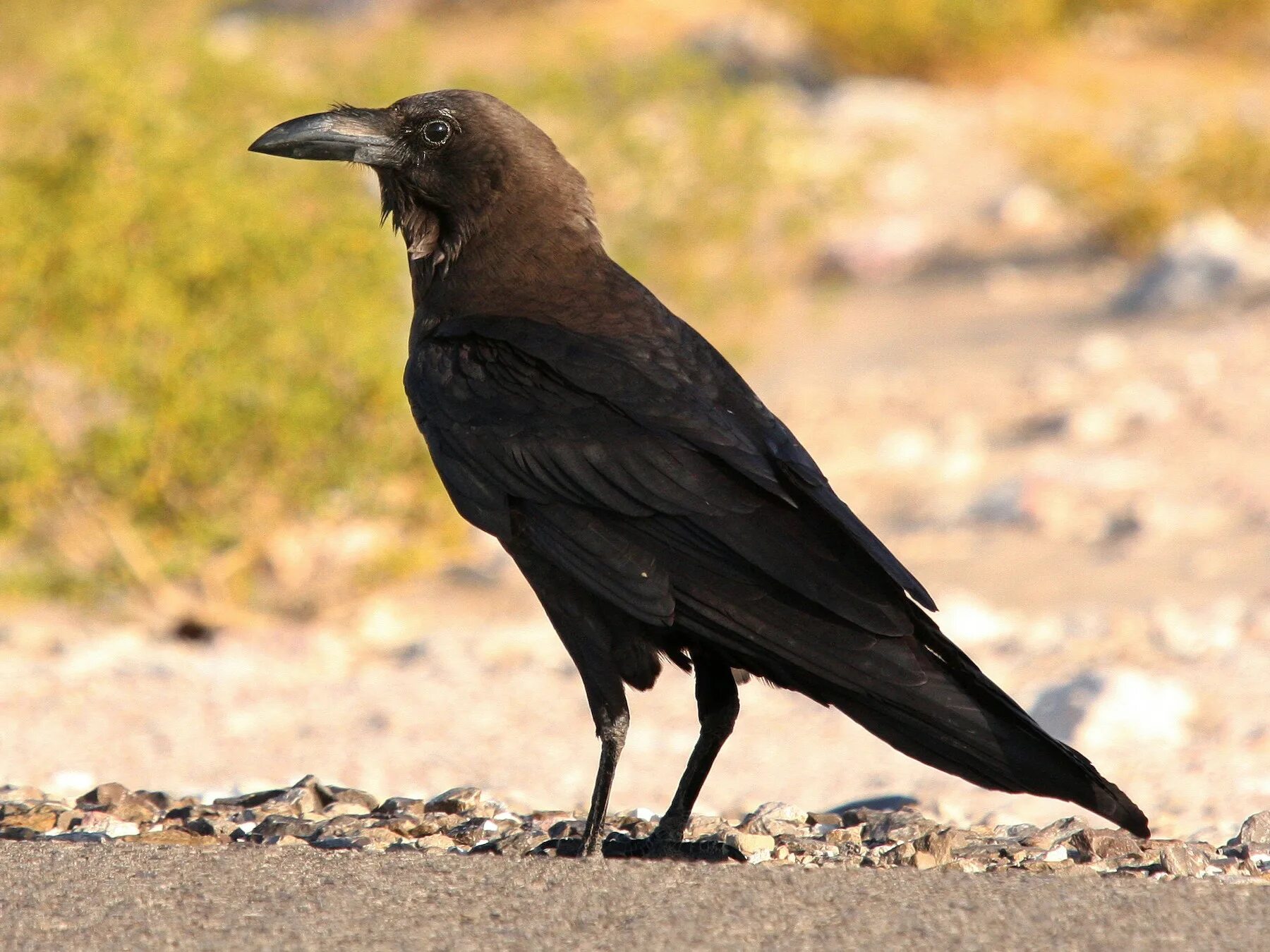 Пустынный буроголовый ворон. Brown-necked Raven. Коричневый ворон. Коричневая ворона. Где обитает ворона обыкновенная