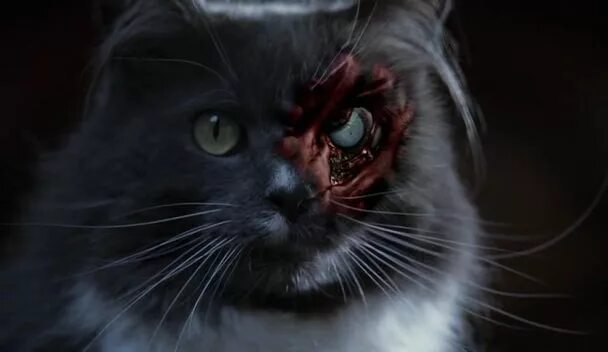 кошка из фильма очень страшное. кот с человеческими ручками. коты воители убийцы. кот смотрящий страшилки. удивленный кот.