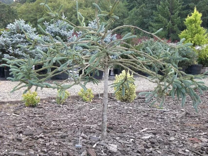 Ель энгельмана (сорт 'snake'). Picea omorika. Ель сербская медуза. Picea omorika pimoko. Ель сербская medusa.
