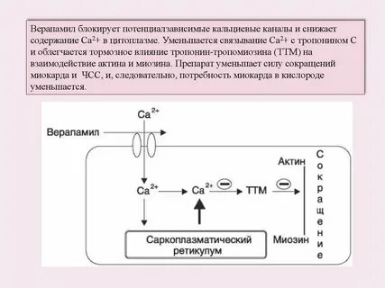 Кальциевые каналы