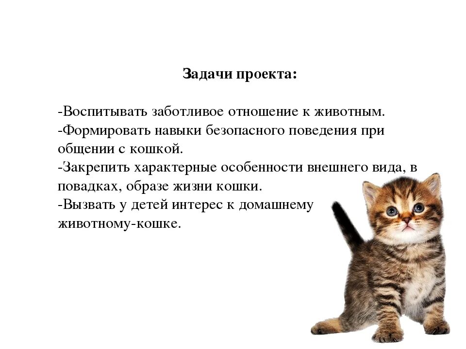 Проект про кошек задачи. Повадки кошек. Внешний вид кошки. Описание поведения кошки.