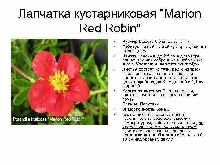 Лапчатка мэрион. Лапчатка кустарниковая red robin. лапчатка красная кустарниковая. лапчатка мэрион рэд робин. лапчатка кустарниковая мэрион ред робин в ландшафтном дизайне.