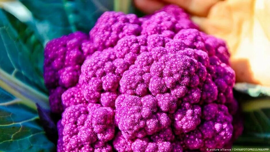 Новые сорта и гибриды. Семена капуста цветная "пурпурная". Необычные сорта овощей. Самые необычные сорта овощей. Необычные сорта растений.