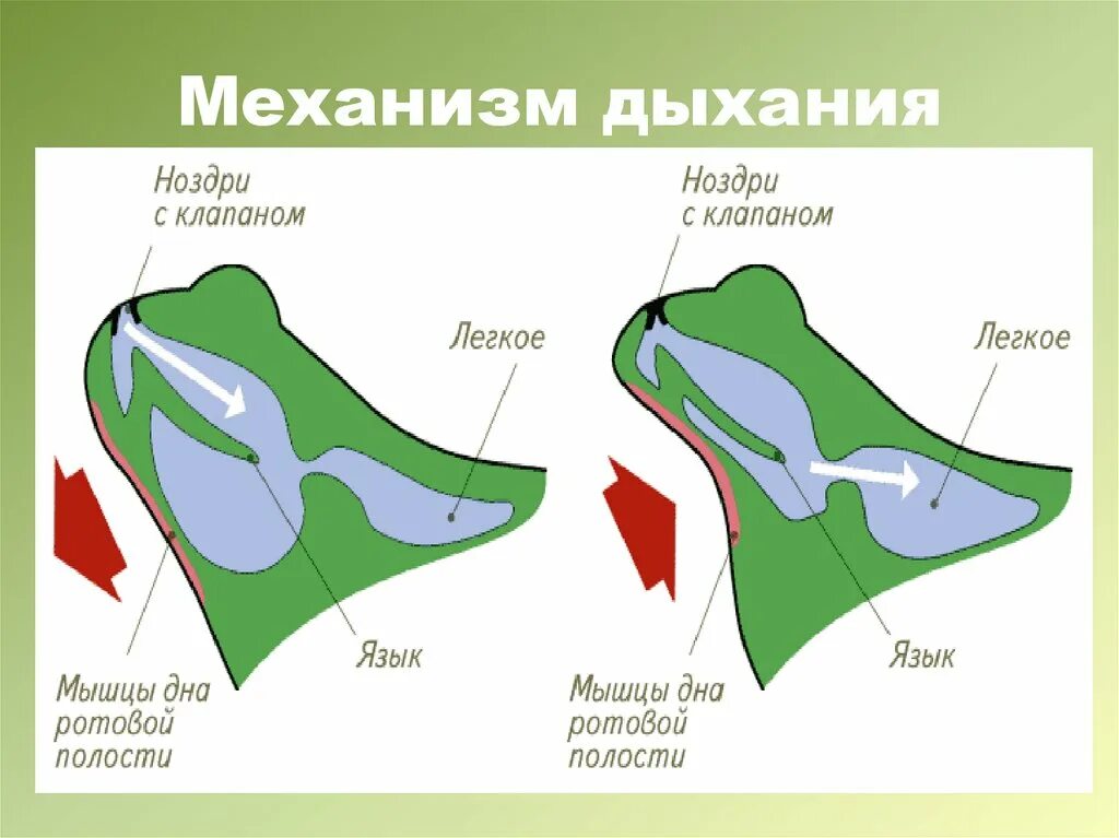 Типы дыхания лягушки
