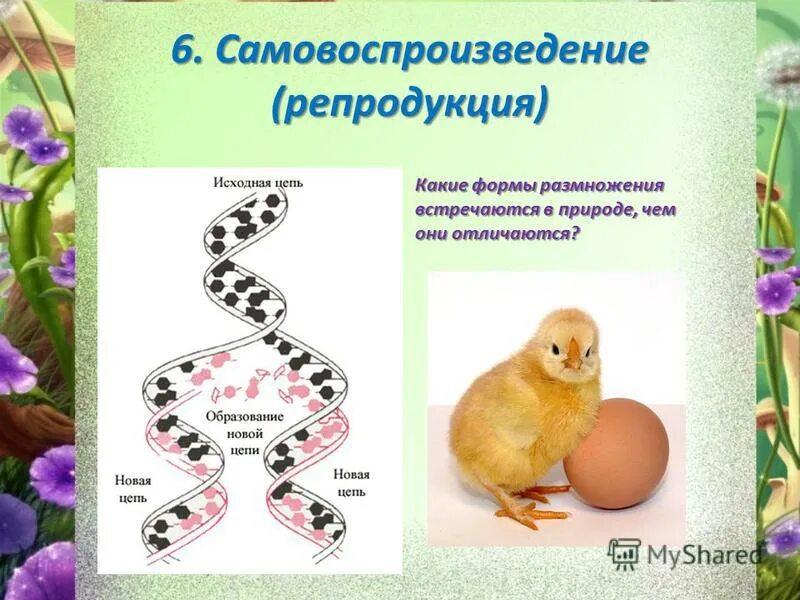 характеристика биогеоценоза. воспроизведение организма и его значение. размножение свойство живых организмов. характеристики устойчивой экосистемы. что такое имитироваться.