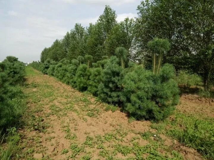 Продам хвойная. Шахты ул Маяковского где продаются хвойные растения.