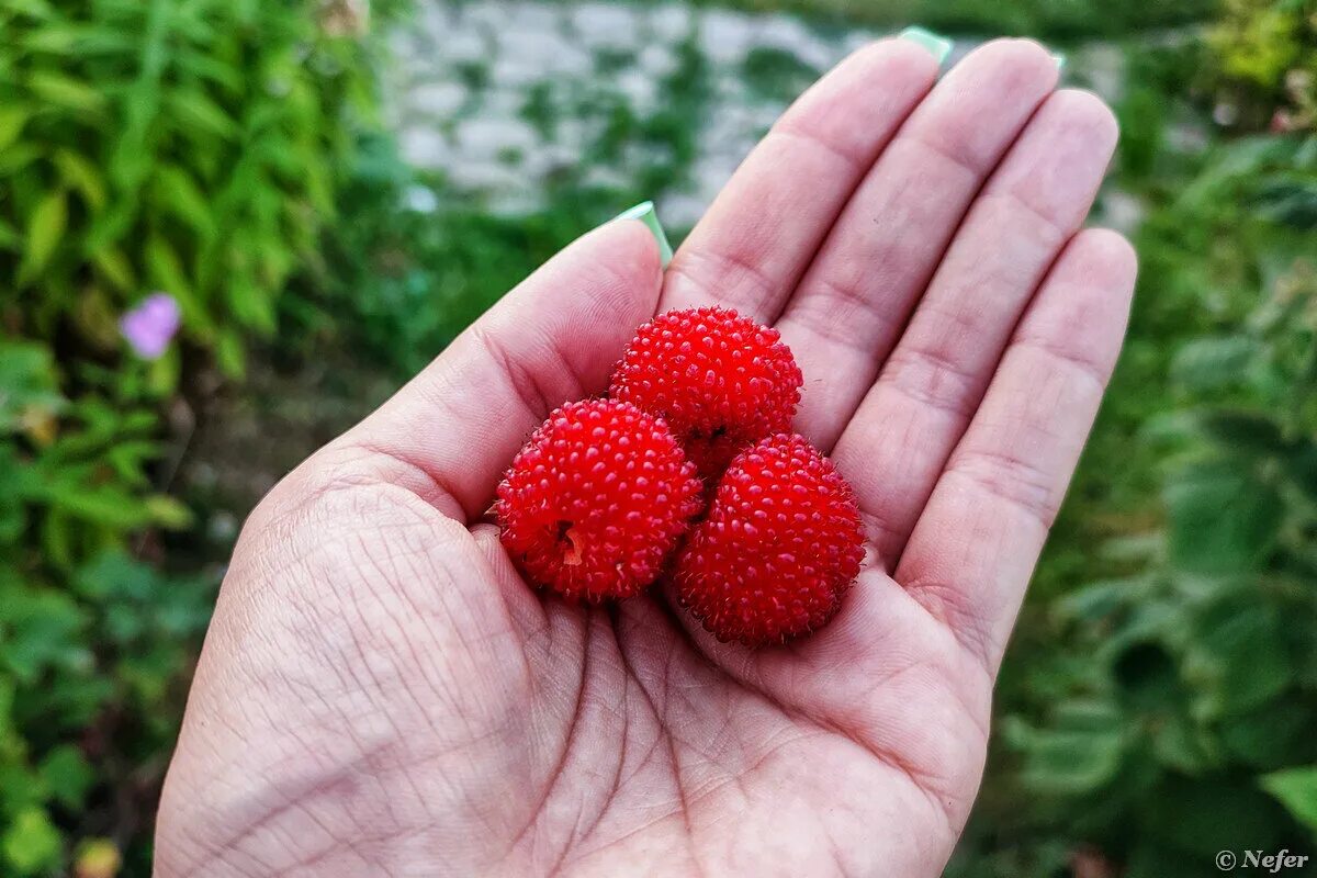 Малина Земляничная тибетская. Малина красная Земляничная Rubus illecebrosus. Ягода клубника малина гибрид. Гибрид малины и земляники.