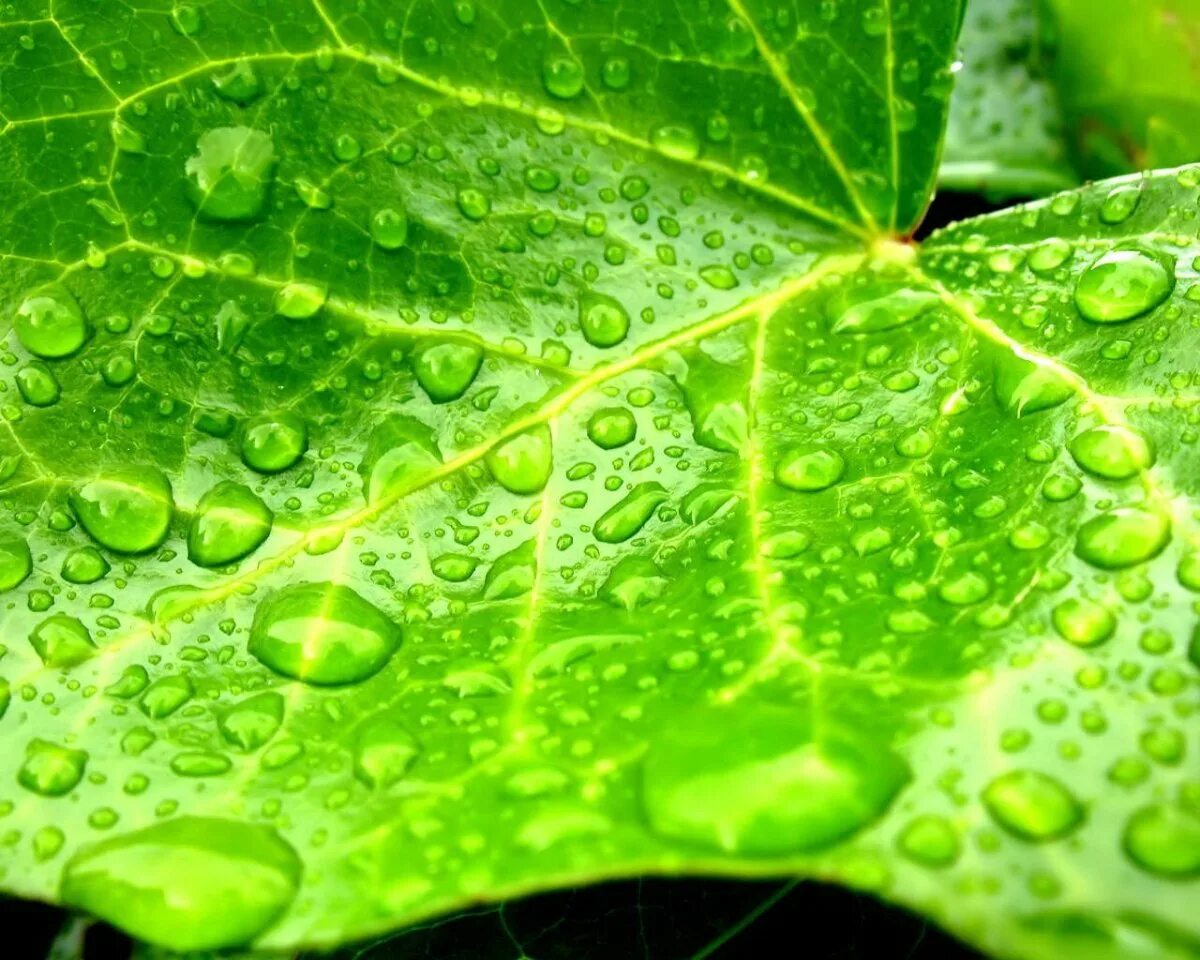 Фотосинтез хлорофилл растений. Зелёные растения. Зеленый лист. Капли воды на листьях. Плющ фотосинтез