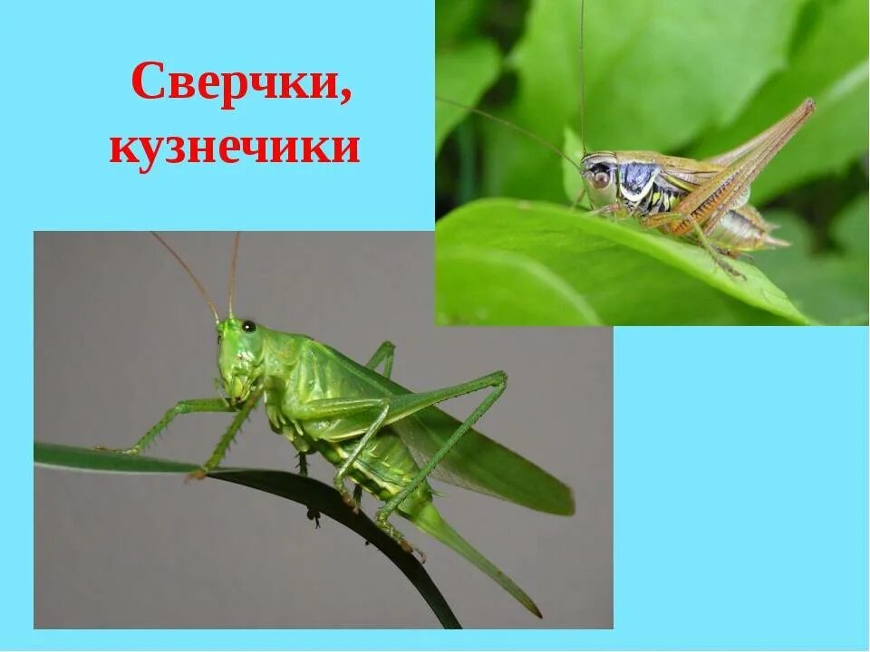 Чем отличается саранча. Кузнечик саранча сверчок различия. кузнечик саранча сверчок. сверчок и саранча отличия. кобылка кузнечик саранча сверчок.