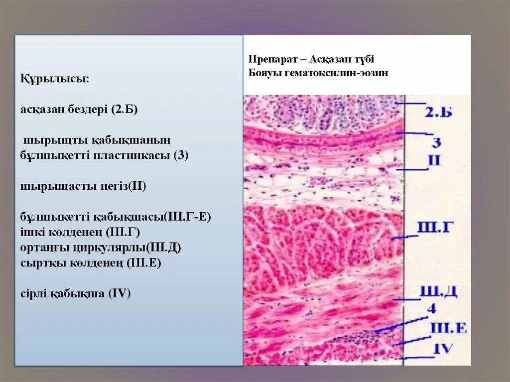 Гематоксилин эозин. Слои сердца гистологический препарат. Гистологический препарат головного мозга. Строение сердца гистология. Гистология черт возьми фанфик