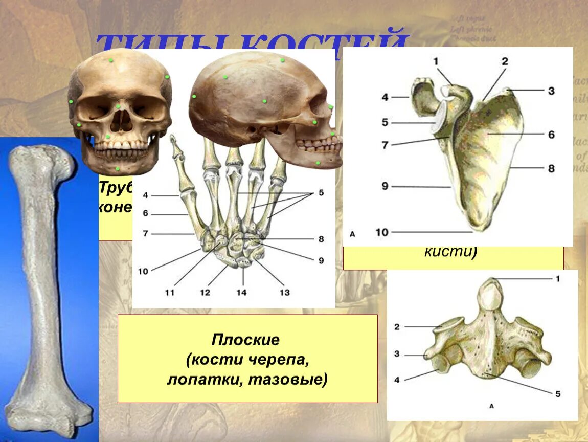 Кости черепа губчатые или трубчатые. Типы костей губчатые трубчатые. Строение кости. Плоские кости.