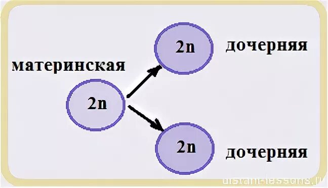 2 дочерние клетки