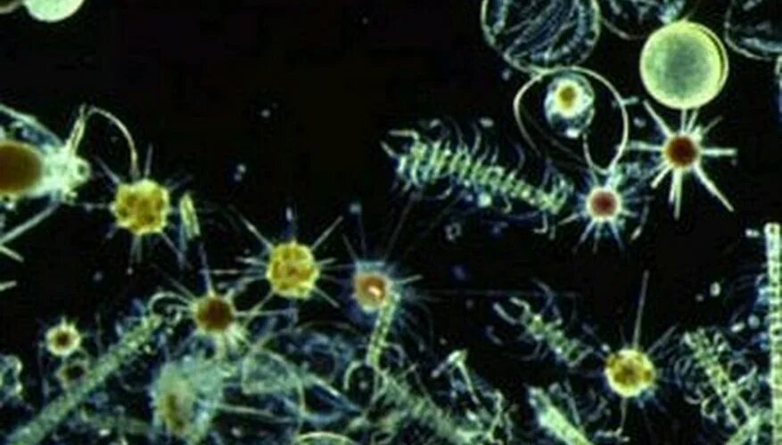 Сапфириды фитопланктон. Растительный планктон. Зоопланктон. Микроскопические водоросли.