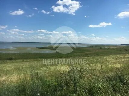 Погода пичуги ордынский