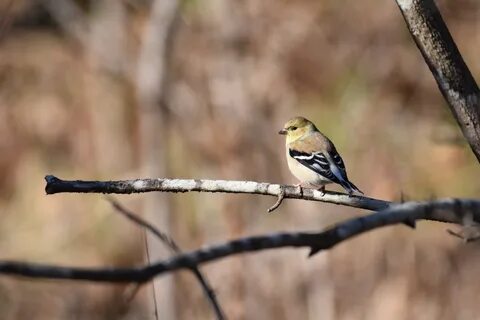 Alisa Goldfinch Exclusive 62 фото.