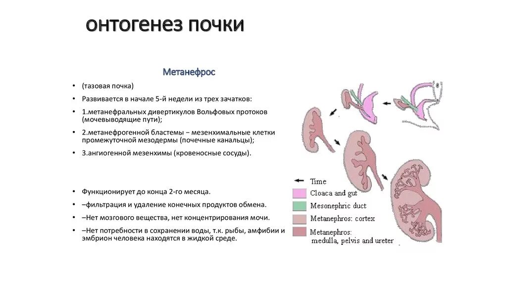 За сколько проходят почки. Стадии развития почек внутриутробно. Почечные канальцы первичной почки. Развитие почечных функций в пренатальном периоде. Этапы развития почки в эмбриогенезе.