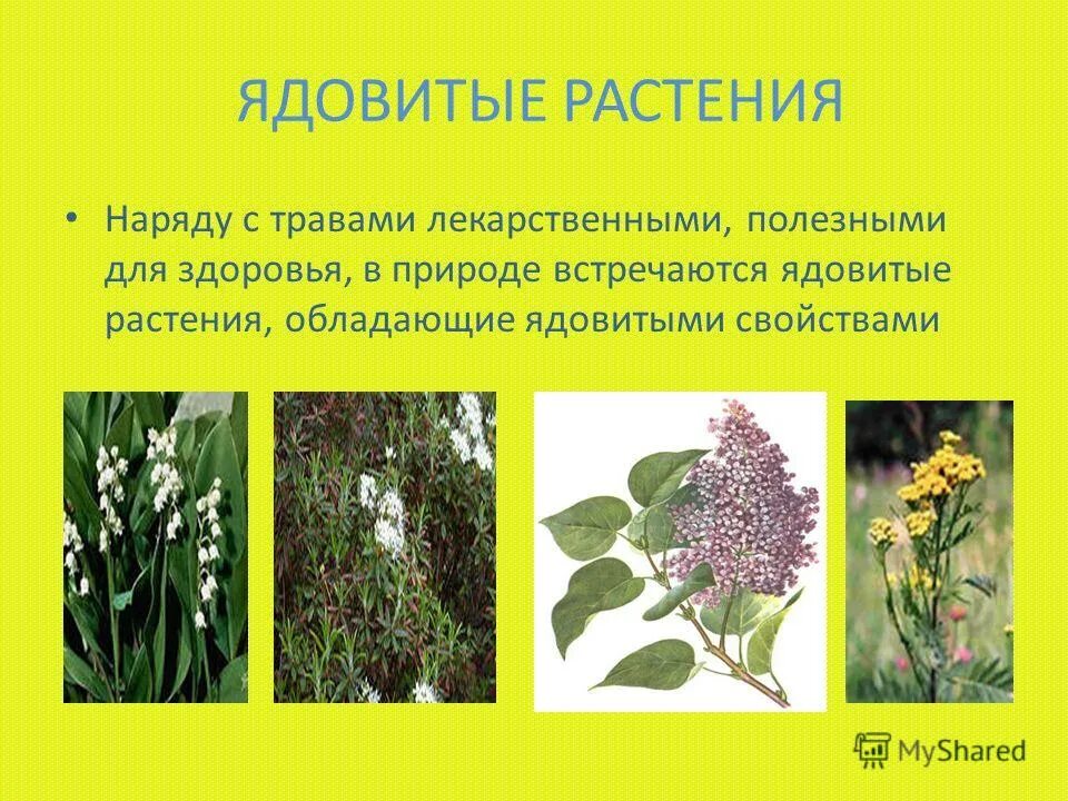 ядовитые лекарственные травы. какие травы вредны. самые полезные травы. травы для памяти. целебные травы полынь горький.