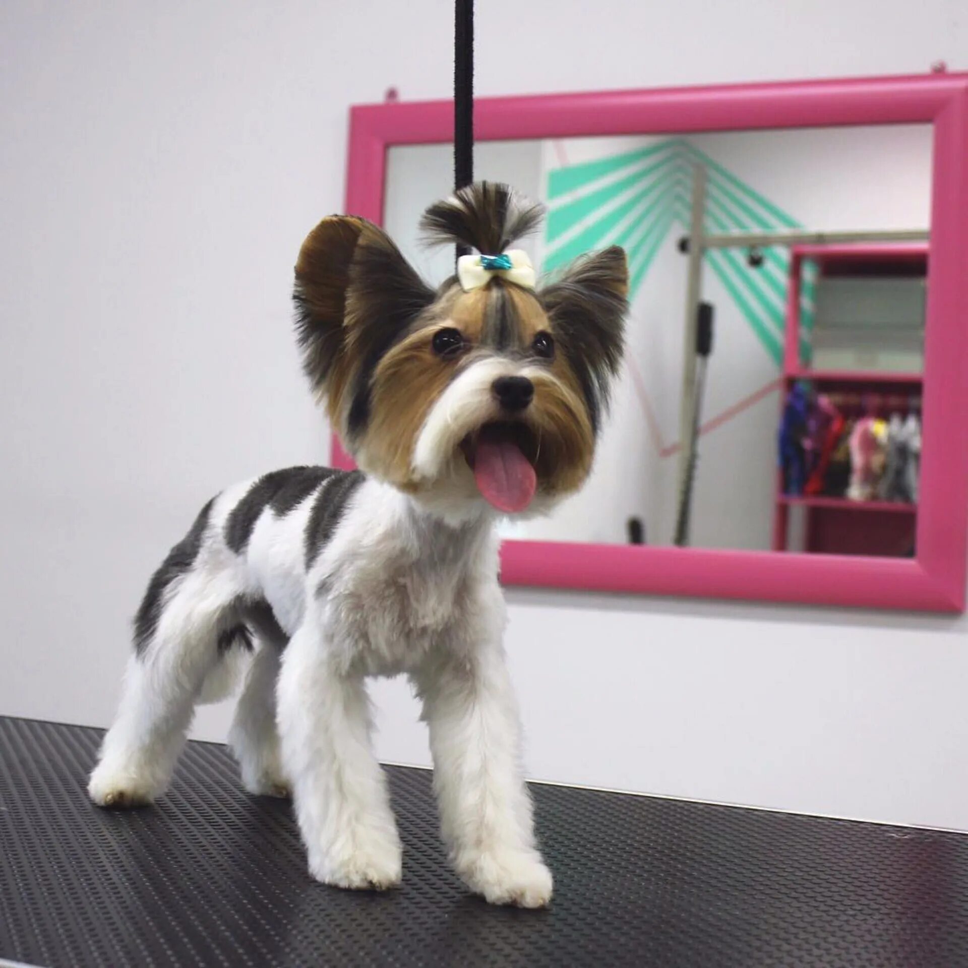 Стрижка бивера мальчика. Собака ярославль. Собака ярославль. Домашние дворняжки фото. Собаки в ярославле.