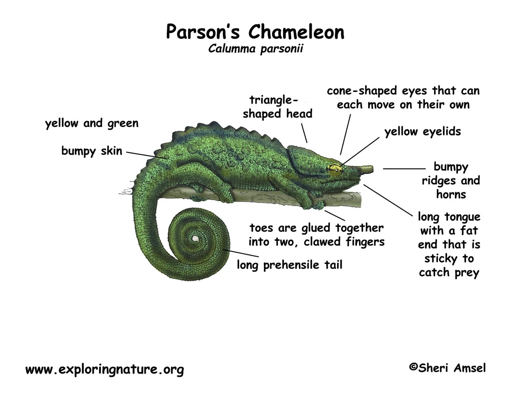 Chameleon перевод. Анатомия хамелеона. Хамелеон Парсона размер. Хамелеон перевод. Хамелеон который плавает.