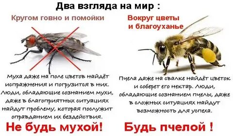 Есть люди пчелы и люди