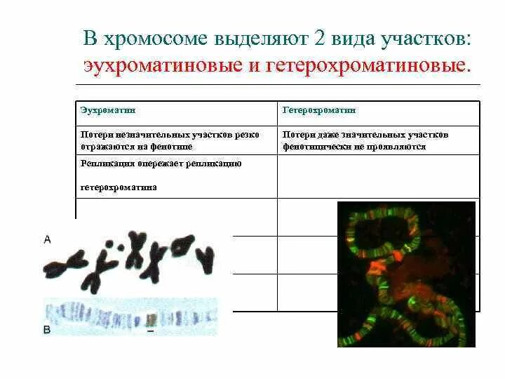 Эухроматиновые и Гетерохроматиновые участки хромосом. Гетерохроматиновые участки хромосом это. Эухроматиновые участки хромосом это. Гетерохроматиновые участки. Участки хромосом называют