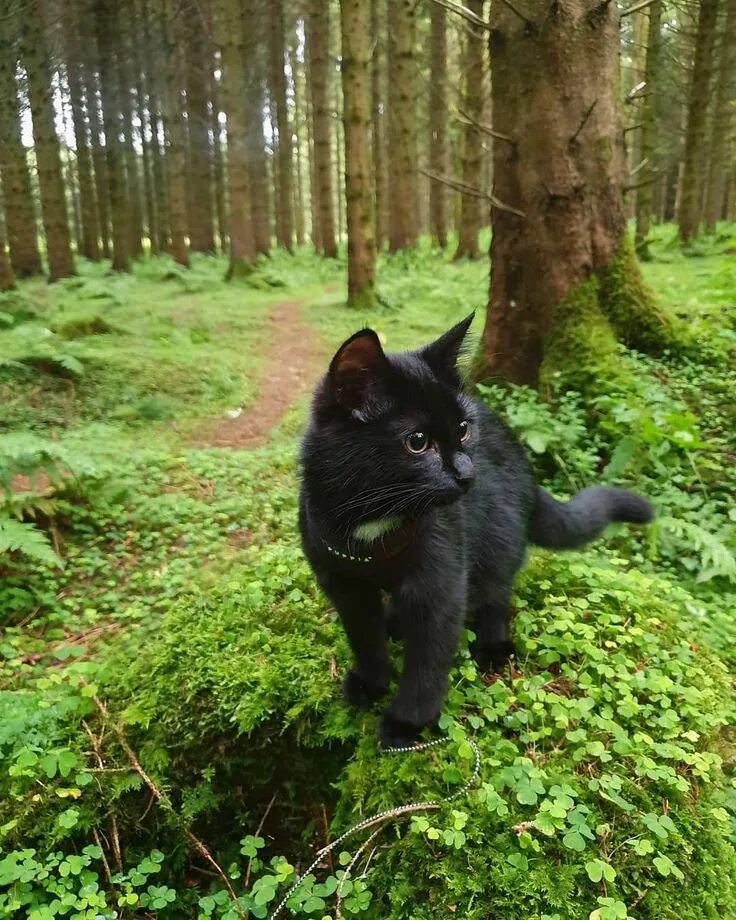 Pe cats