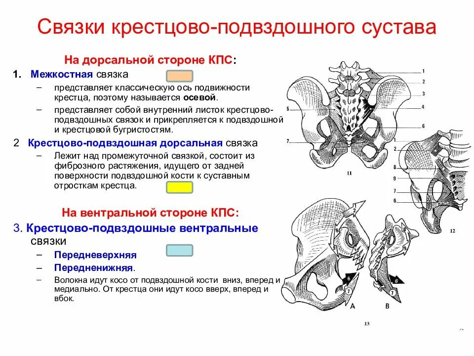 Доступы к крестцово подвздошному сочленению. Крестцово-подвздошный сустав связки сустава. Соединение крестцово подвздошного сустава. Крестцово подвздошный сустав связки анатомия. Структура крестцово подвздошного сочленения.