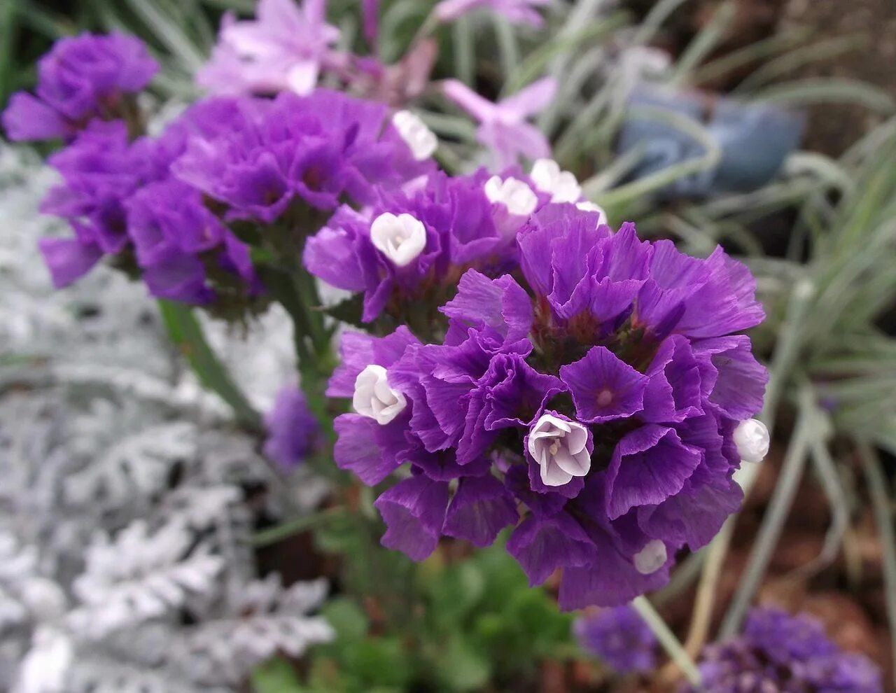 Степной бессмертник кермек. Кермек (limonium). Кермек (limonium). Цветы статице кермек. Статица пурпл.