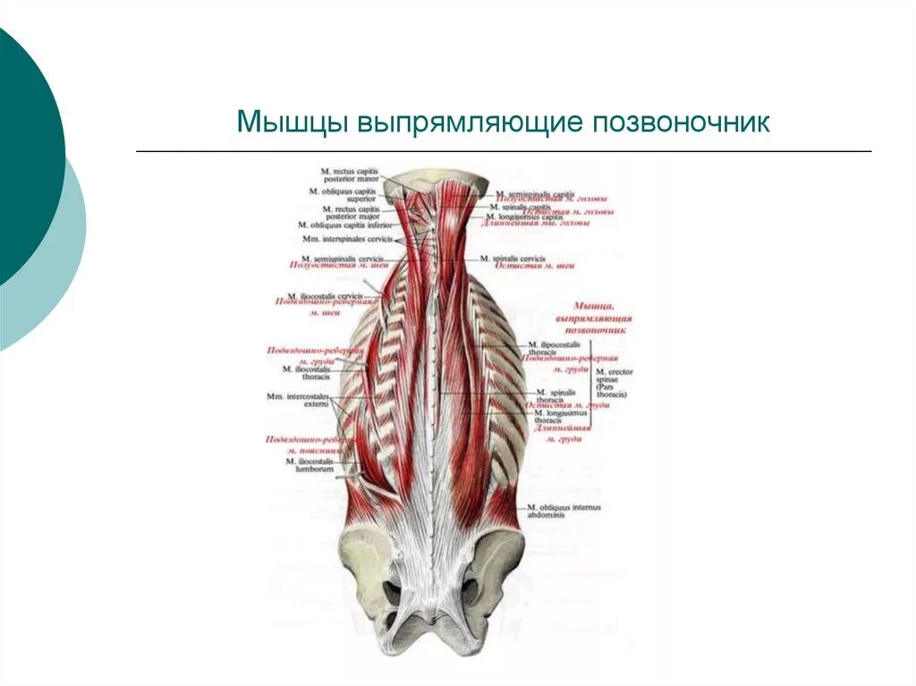 Позвоночные мышцы