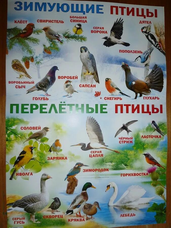 Птицы России зимующие и перелетные птицы. Перелетные и зимующие птицы. Плакат зимующие и перелетные птицы. Перелетные и зимующие птицы для детей.