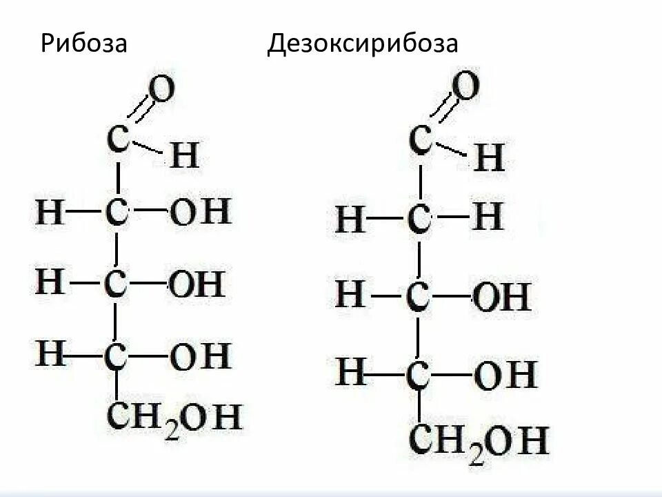 Рибоза и дезоксирибоза. Дезоксирибоза строение молекулы. 2 Дезоксирибоза формула. Рибоза и дезоксирибоза формулы. Рибоза свойства