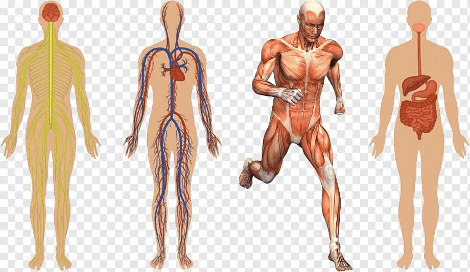 Мышцы орган человека. Тело человека. Анатомическая системы человека. Скелет человека с органами и мышцами.