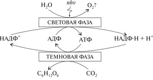Заполните таблицу синтез атф. Темновая фаза схема. световая фаза фотосинтеза схема. темновая фаза фотосинтеза схема. фотосинтез схема световая фаза и темновая.