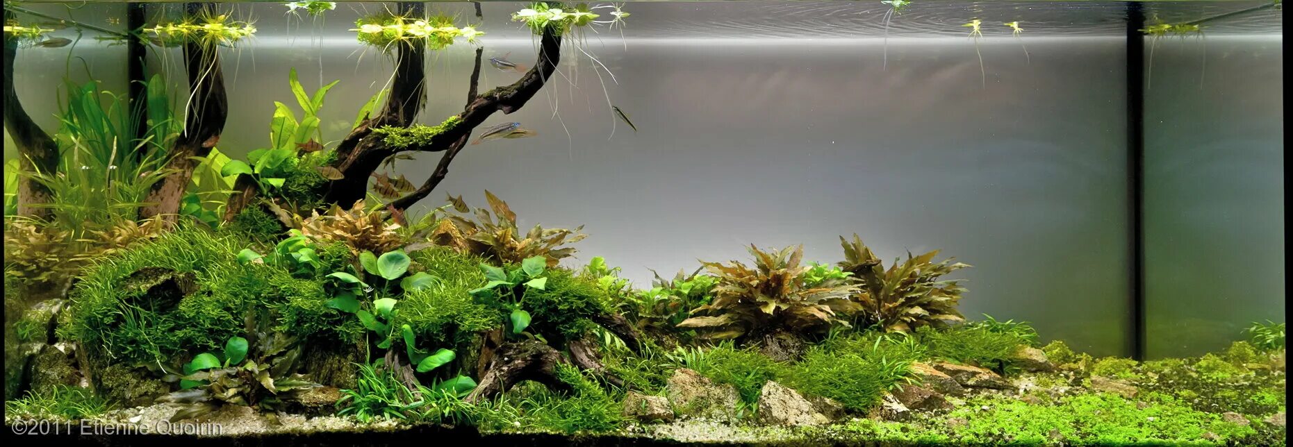 Какие изменения могут произойти в аквариуме. Cryptocoryne petchii. криптокорина беккета. крабовник в аквариуме. трубки чолла в аквариуме.