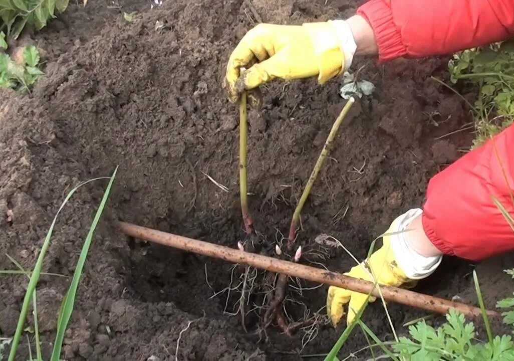 Какое место лучше посадить. Древовидный пион весной. Посадка пиона. Корневая шейка пиона. Посадка пионов весной в открытый грунт.