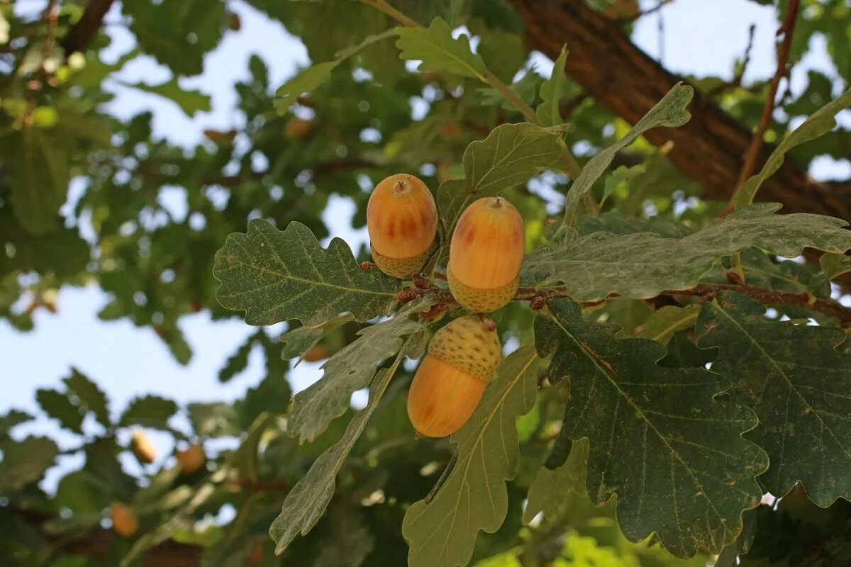 Дуб черешчатый quercus robur