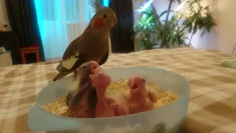 Корелла попугай помет