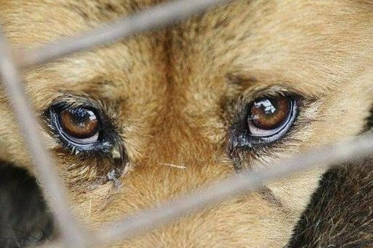 Слезы животных. Жестокое обращение с животными. глаза бездомных животных. глаза бездомной собаки.