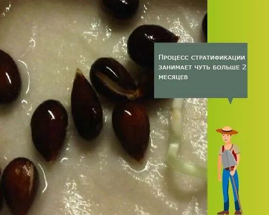 Груша семечка дерево. Проросшие семена яблока. Росток яблони из косточки. Выращивание груши семенами. Росток из семечки груши.