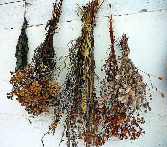 Dried plants