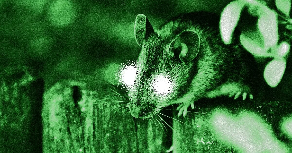 Зрение мыши. Инфракрасные мышки. Зрение мышей. Мышиный глаз. Мыши с инфракрасными глазами.