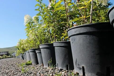 Саженцы с закрытой корневой системой