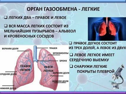 Газообмен происходит в органах