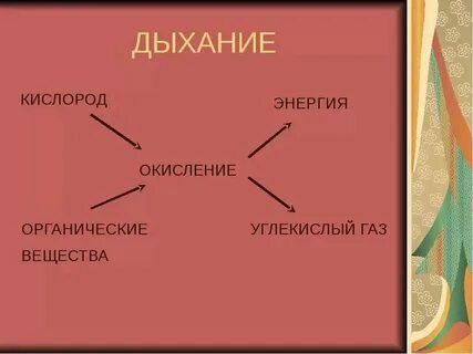 Что происходит с органическими веществами при дыхании