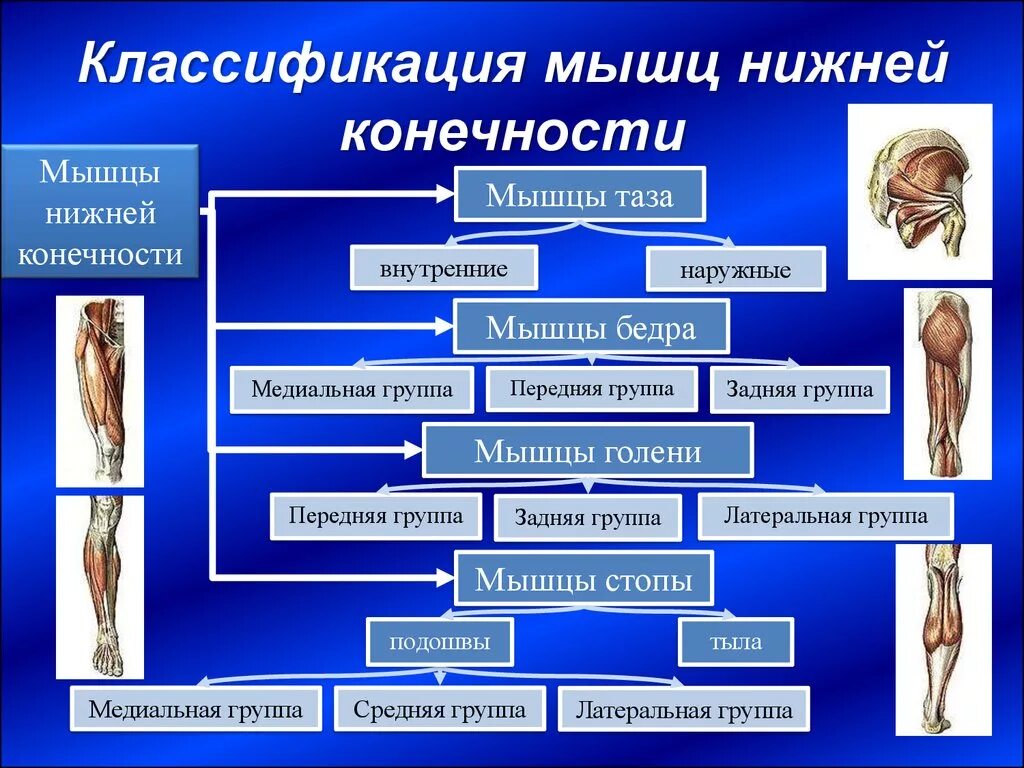 Функции нижних конечностей. Классификация мышц нижних конечностей. Функции мышц нижних конечностей. Классификация мышц верхней конечности.