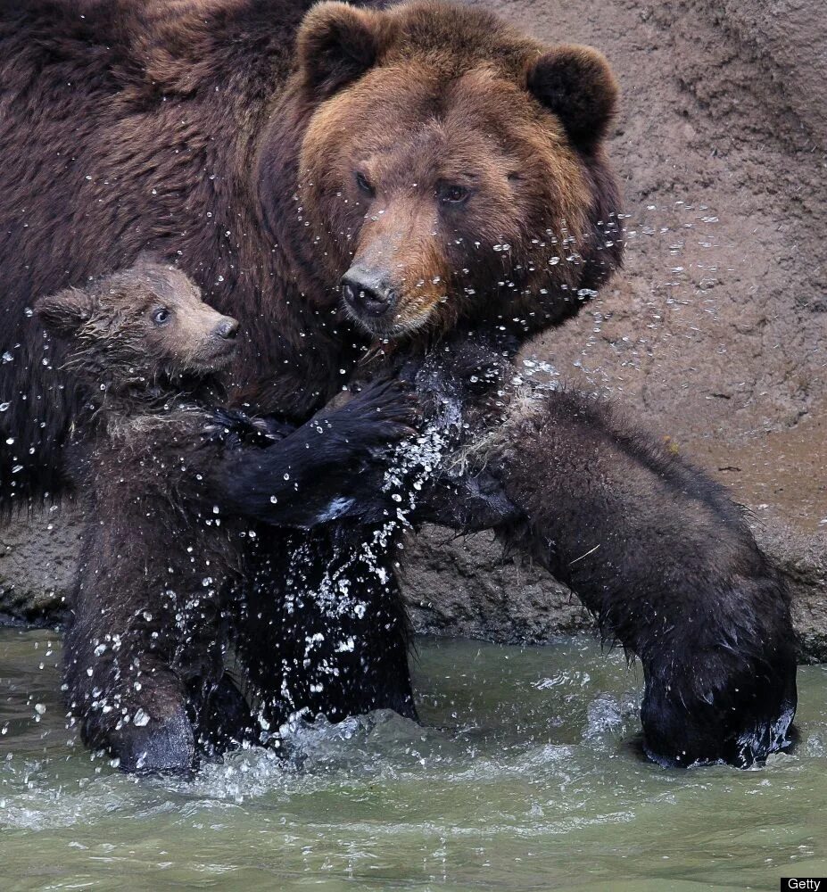 Медведь умывается. Купание медвежат Бианки. Медведь купается. Купание медведей. Медведь плавает.
