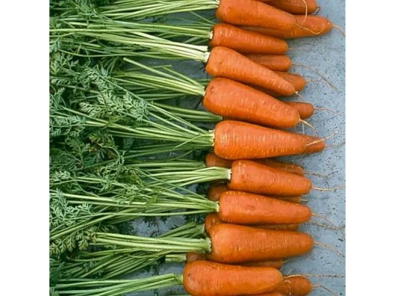 Семена моркови Шантане. Морковь Шантане Голландия. Морковка сорт Каспий. Шантане Тип моркови Нантский. Купить семена моркови абака